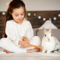 Jak zadbać o komfort królika - niezbędne akcesoria do zakupu