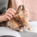 Jak dbać o królika karzełka w domowych warunkach?